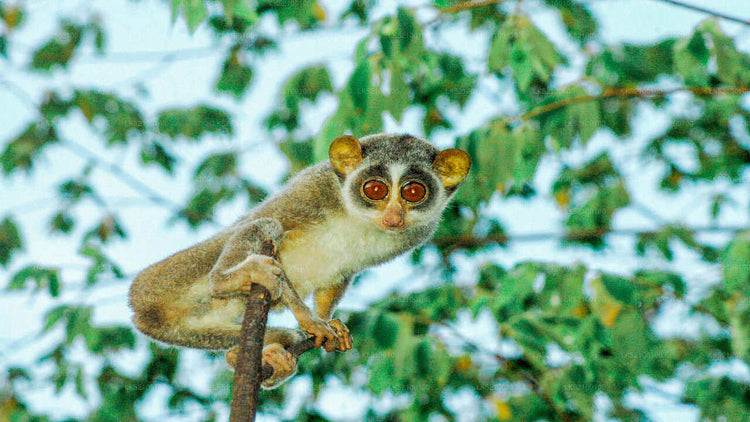 Loris Watching from Kitulgala