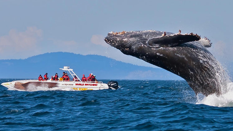 Whale Watching from Ahangama