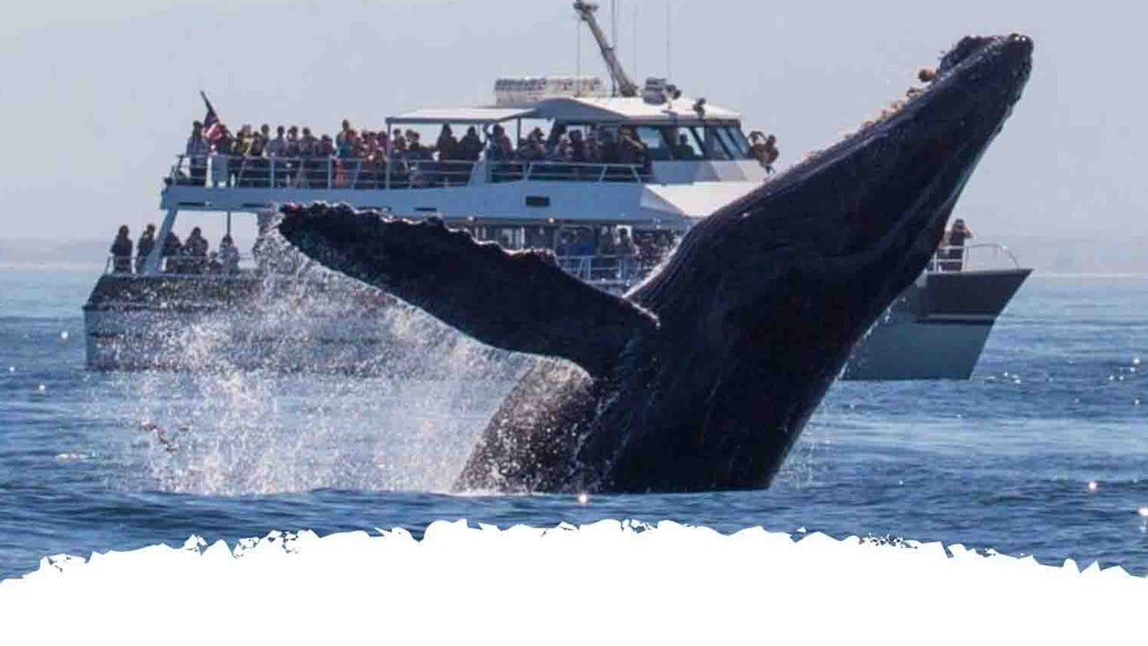 Whale Watching from Hikkaduwa