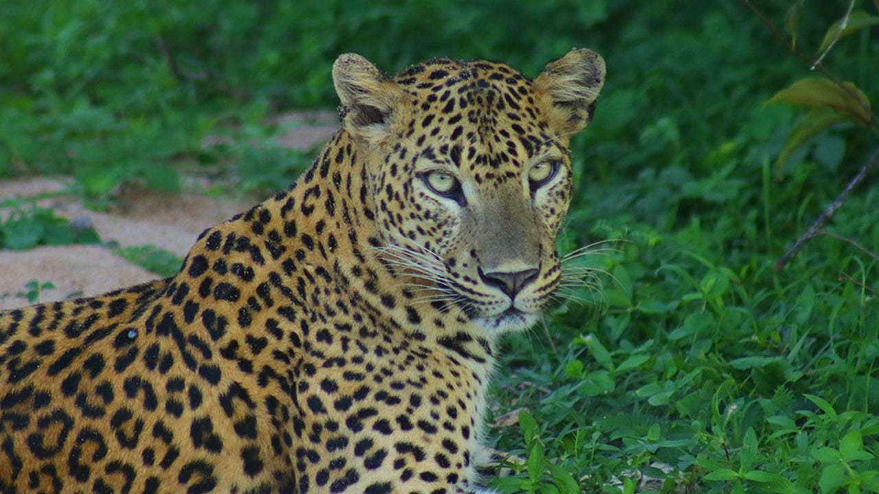 Safari from Negombo