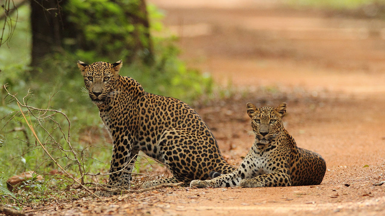 Safari from Wilpattu