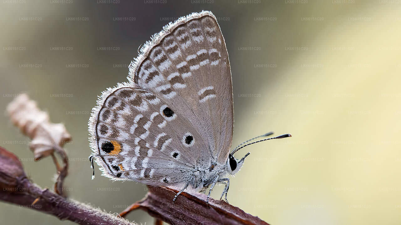 Butterfly Watching from Sinharaja