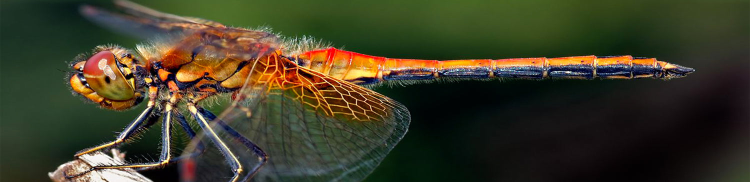 Dragonfly Watching from Anawilundawa