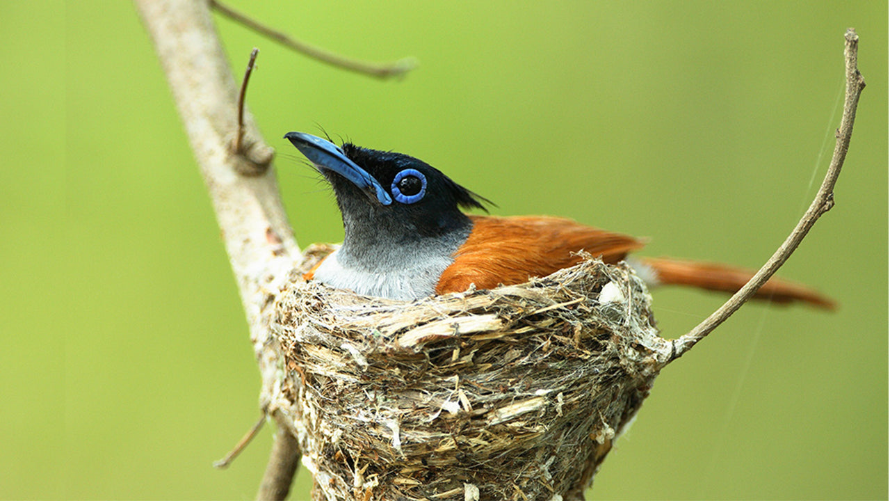 Birdwatching from Kalametiya