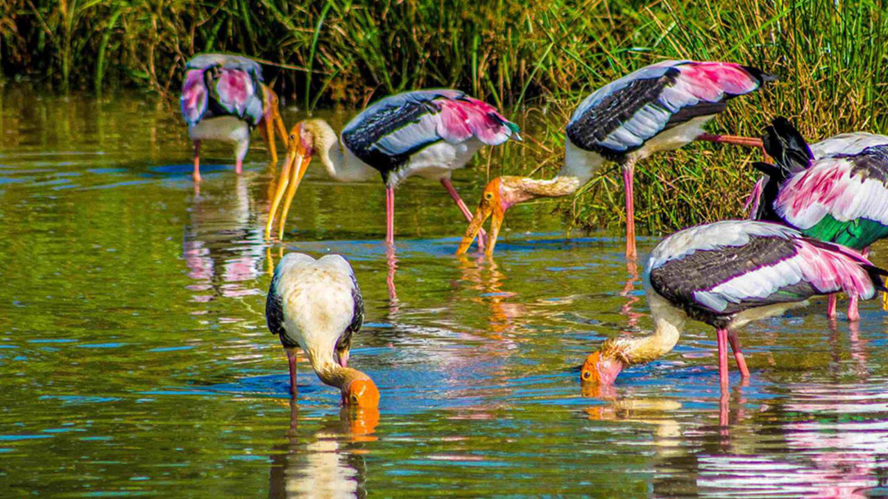 Birdwatching from Bundala