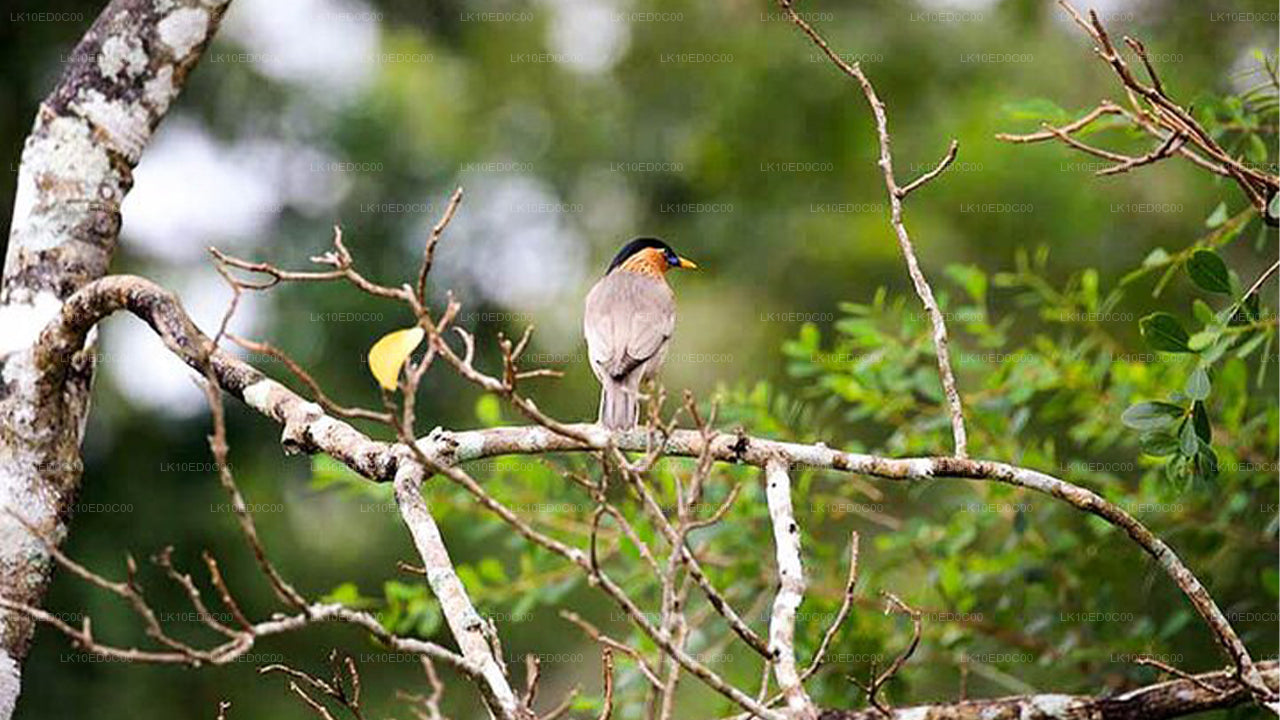 Wildlife Tour Covering Birds, Mammals and Whales (14 Days)