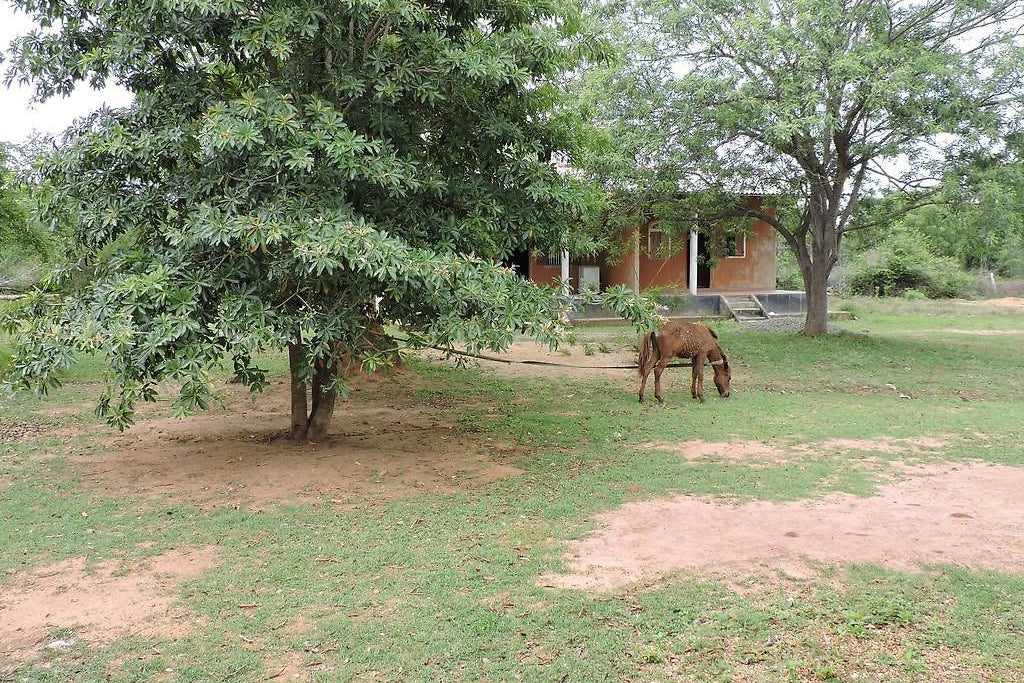 Letovisko Aranya, yala