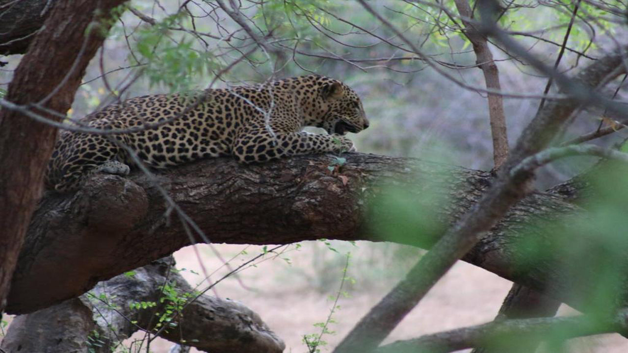 Wadula Safari - Yala, Katarágamo