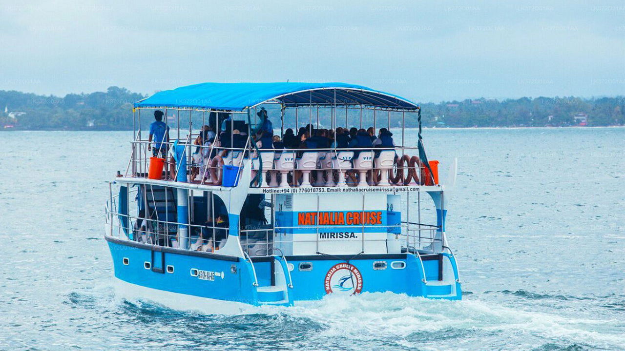 Whale Watching from Mirissa