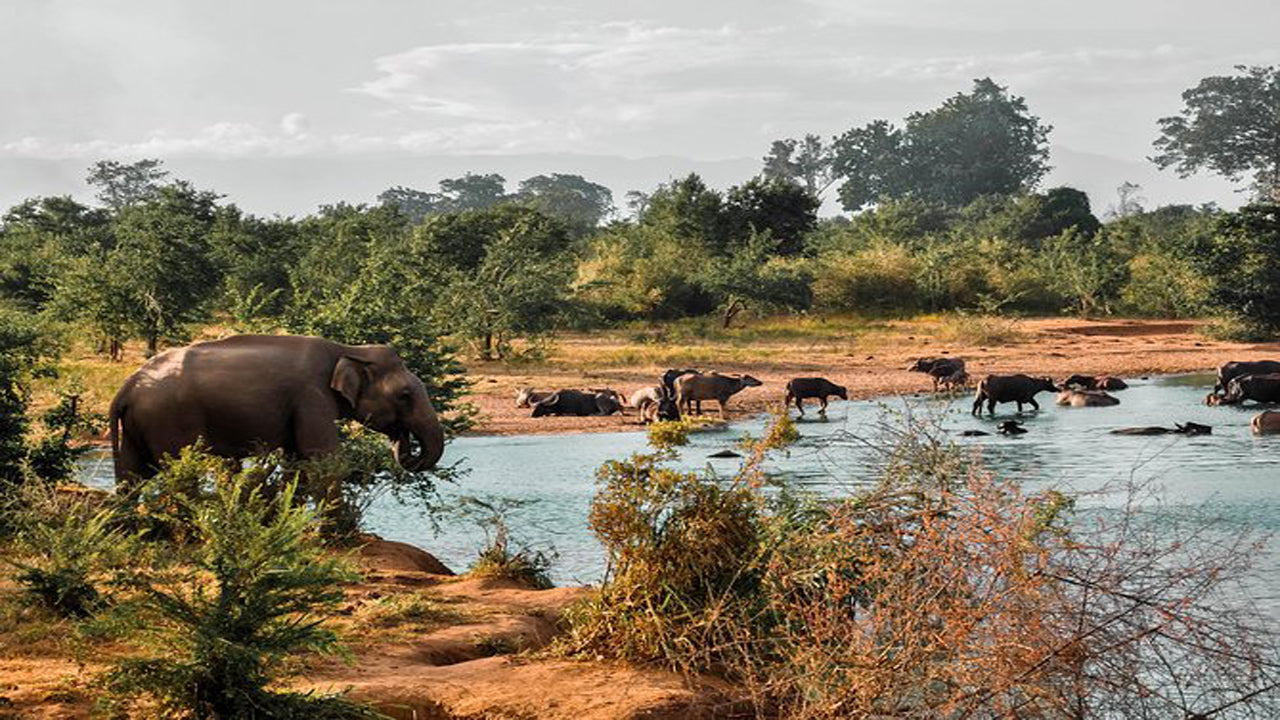 Safari národního parku Udawalawe s domácí návštěvou slonů