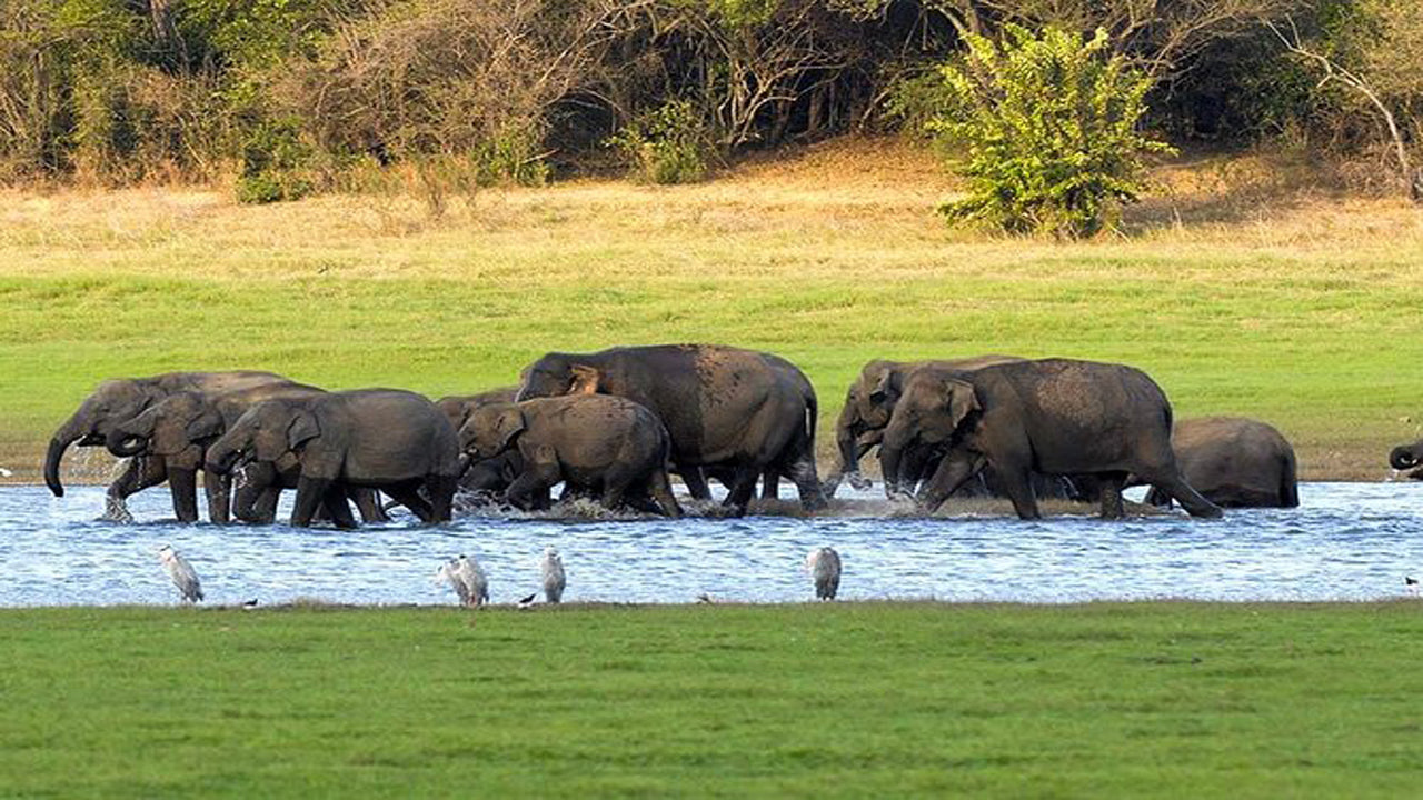 Soukromé safari v národním parku Kaudulla z Habarany včetně Jeepu s lístky (3 hodiny)