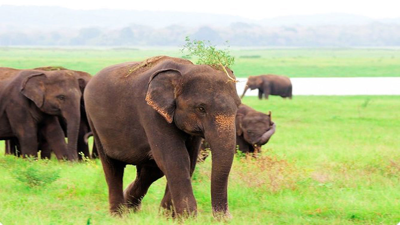 Soukromé safari v národním parku Kaudulla z Habarany včetně Jeepu s lístky (3 hodiny)