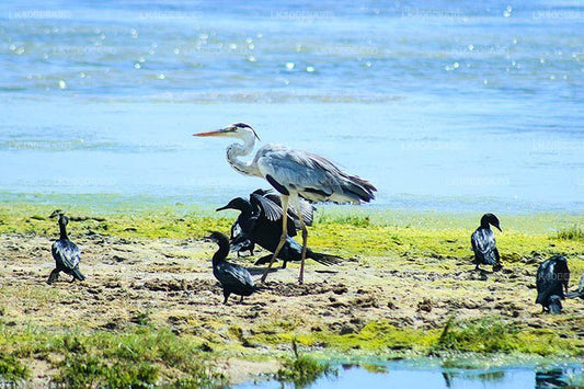 Birds, Wildlife and Culture of Sri Lanka (11 Days)