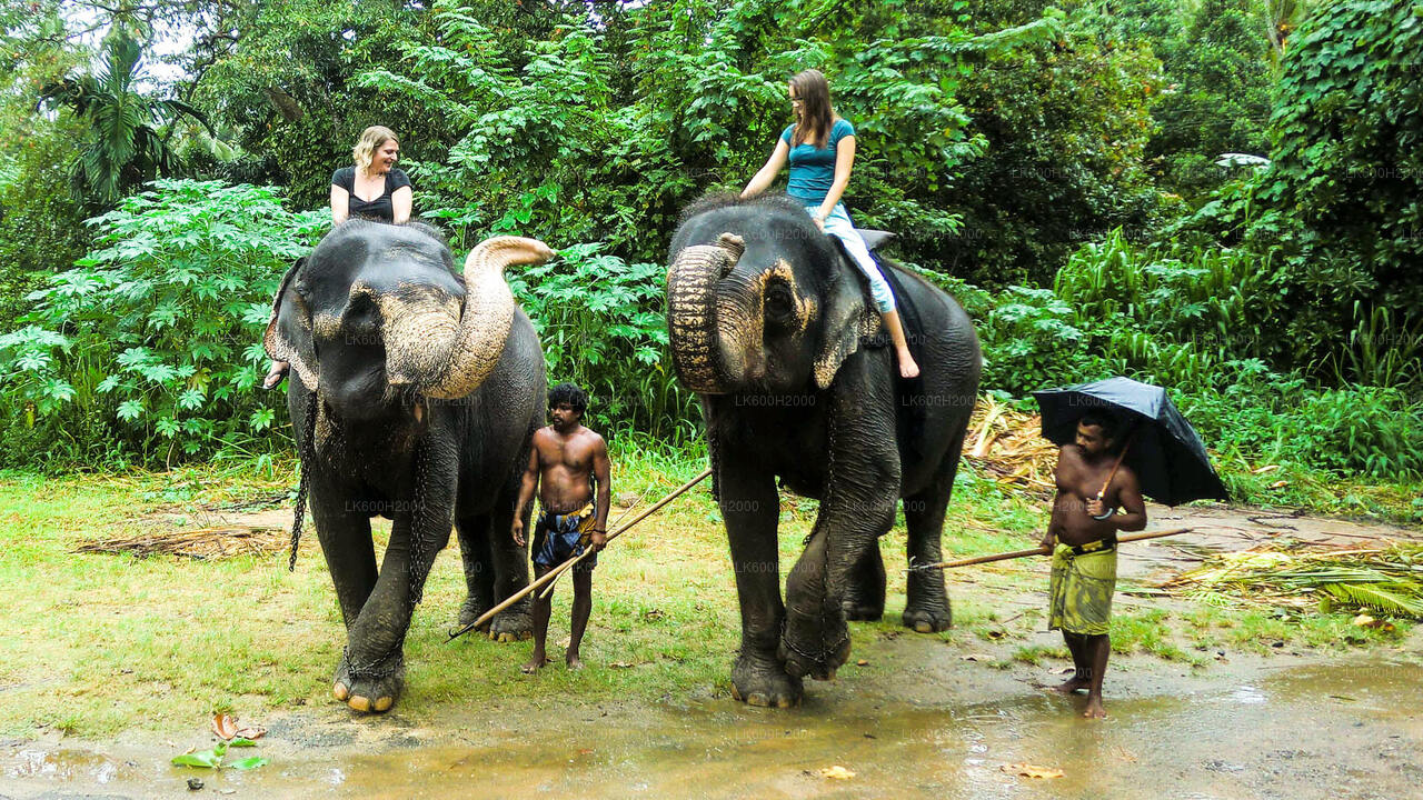 Návštěva nadace Millennium Elephant Foundation z Kitulgala