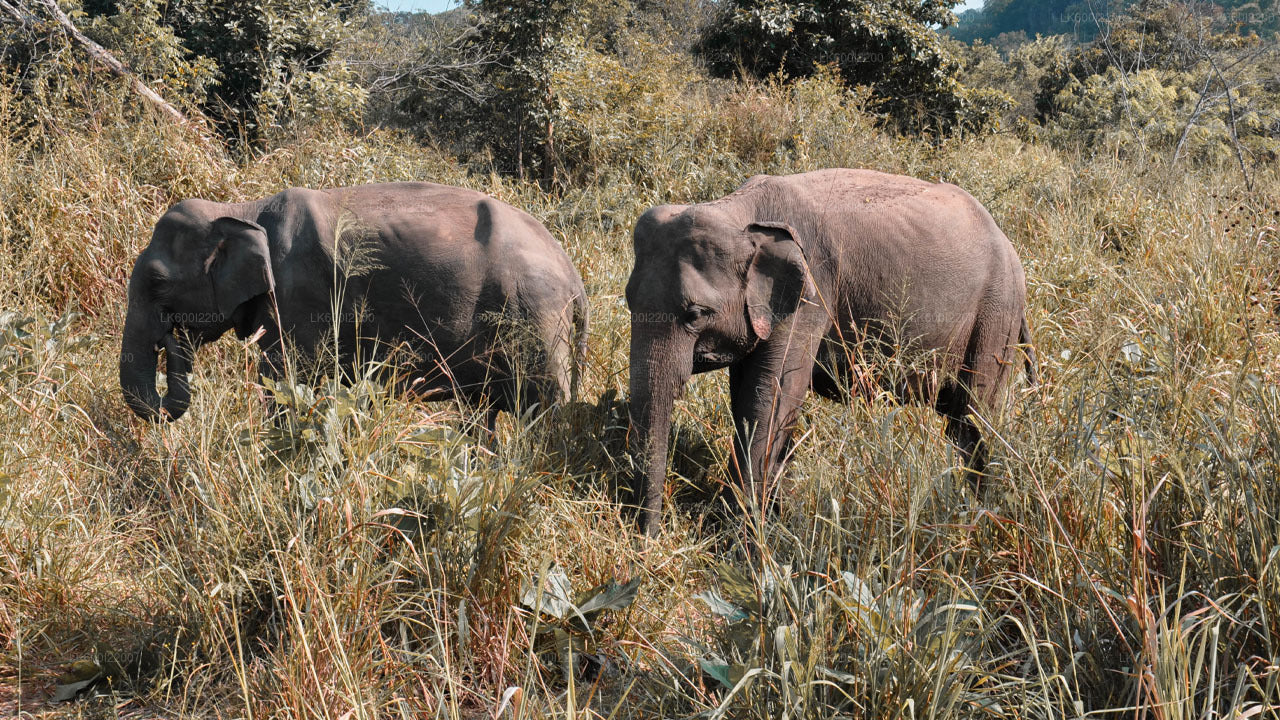 Wilpattu National Park Safari from Dambulla