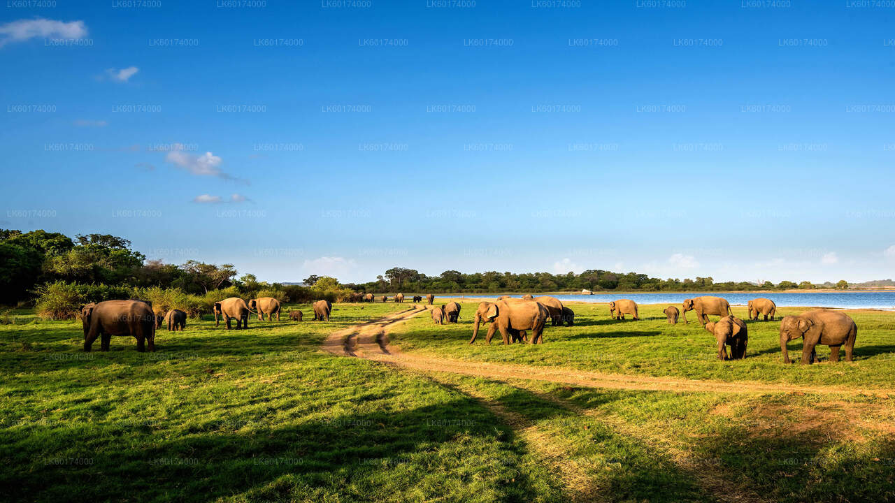 Safari národního parku Minneriya z Kitulgala