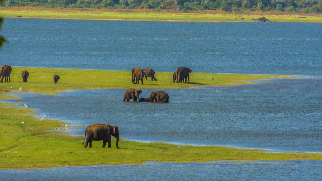 Safari národního parku Minneriya z Kitulgala
