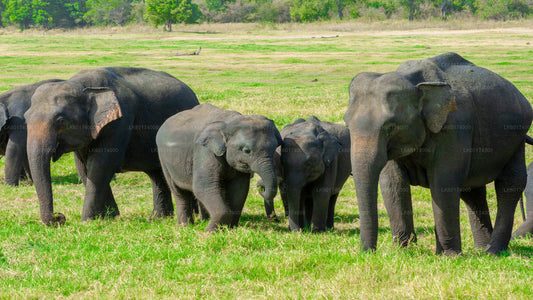 Minneriya National Park Private Safari with Naturalist