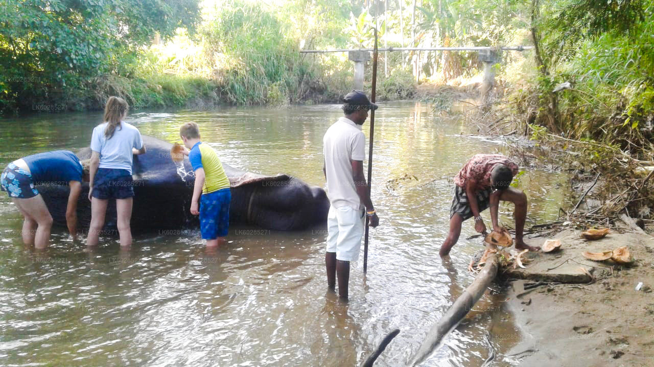 Elephant Back Safari from Sigiriya