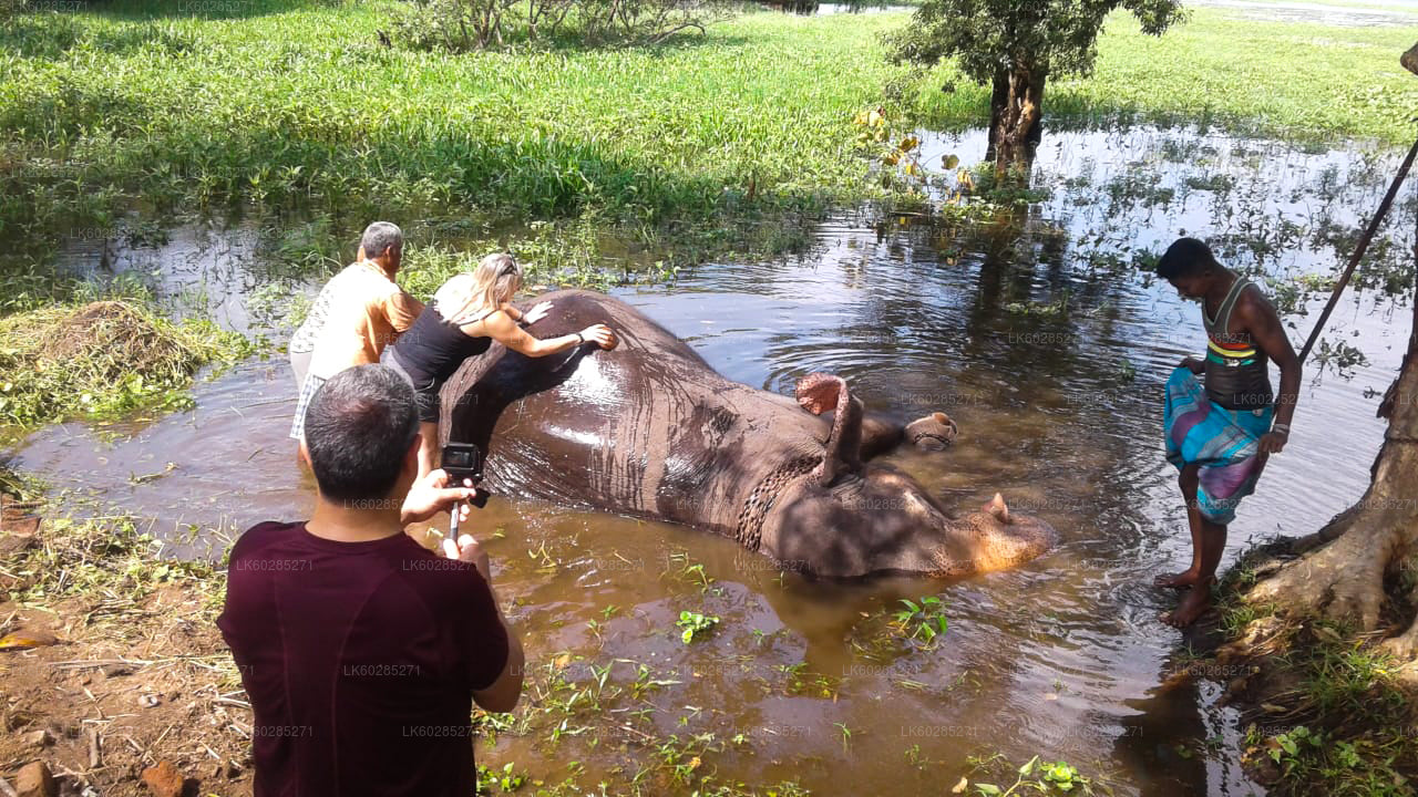 Elephant Back Safari from Sigiriya
