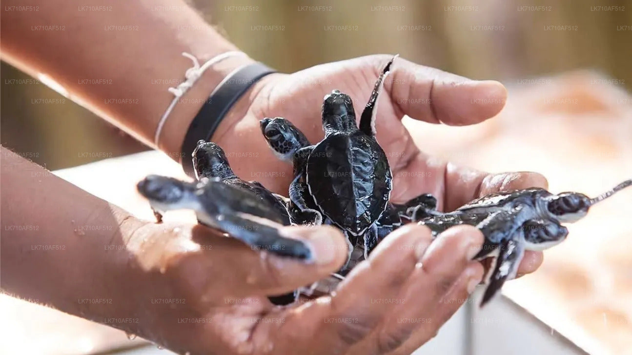 Kosgoda Turtle Hatchery Entrance Tickets