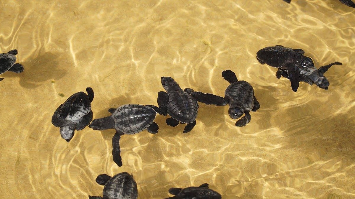 Kosgoda Turtle Hatchery Entrance Tickets