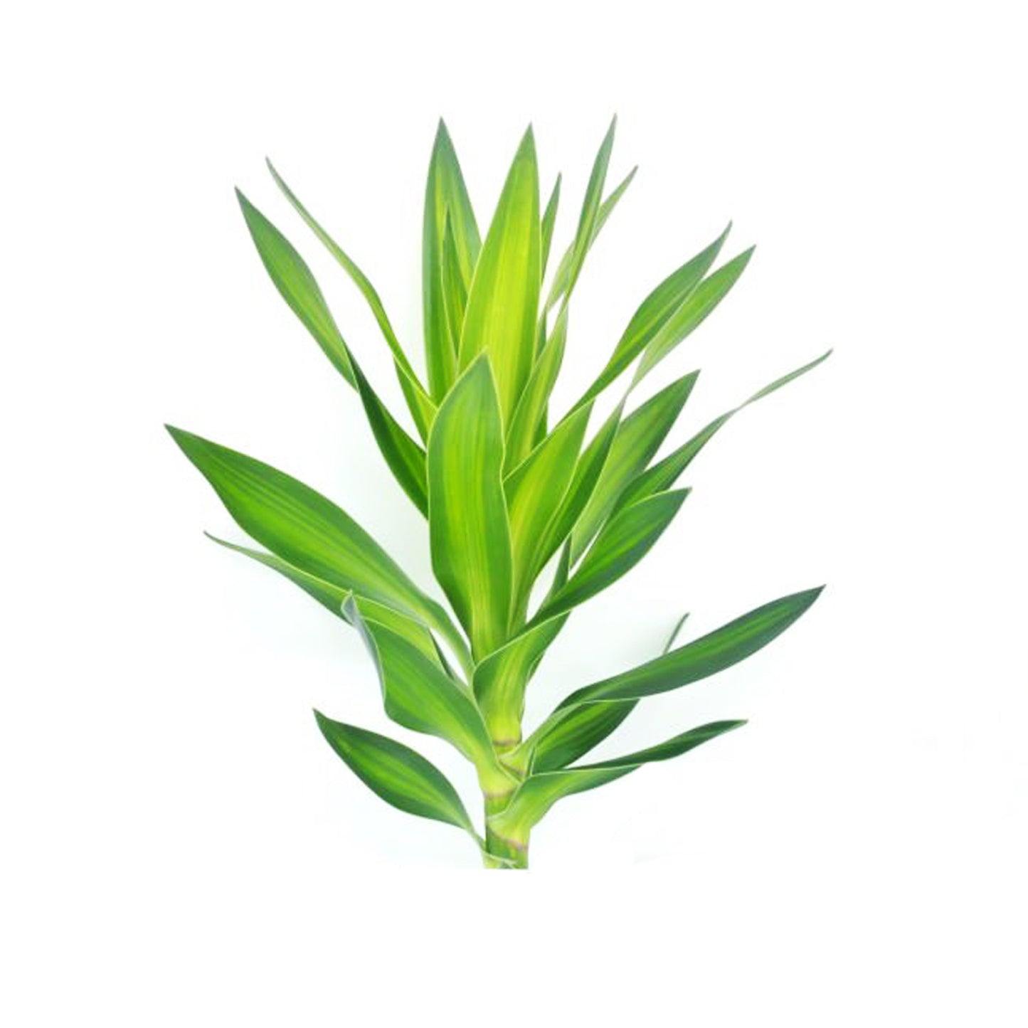 Lakpura Dracaena Reflexa 'zelená' (50 listů) střední