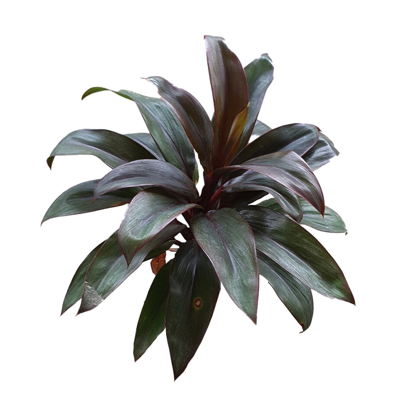 Lakpura Dracaena Purple Compacta (20 listů) střední