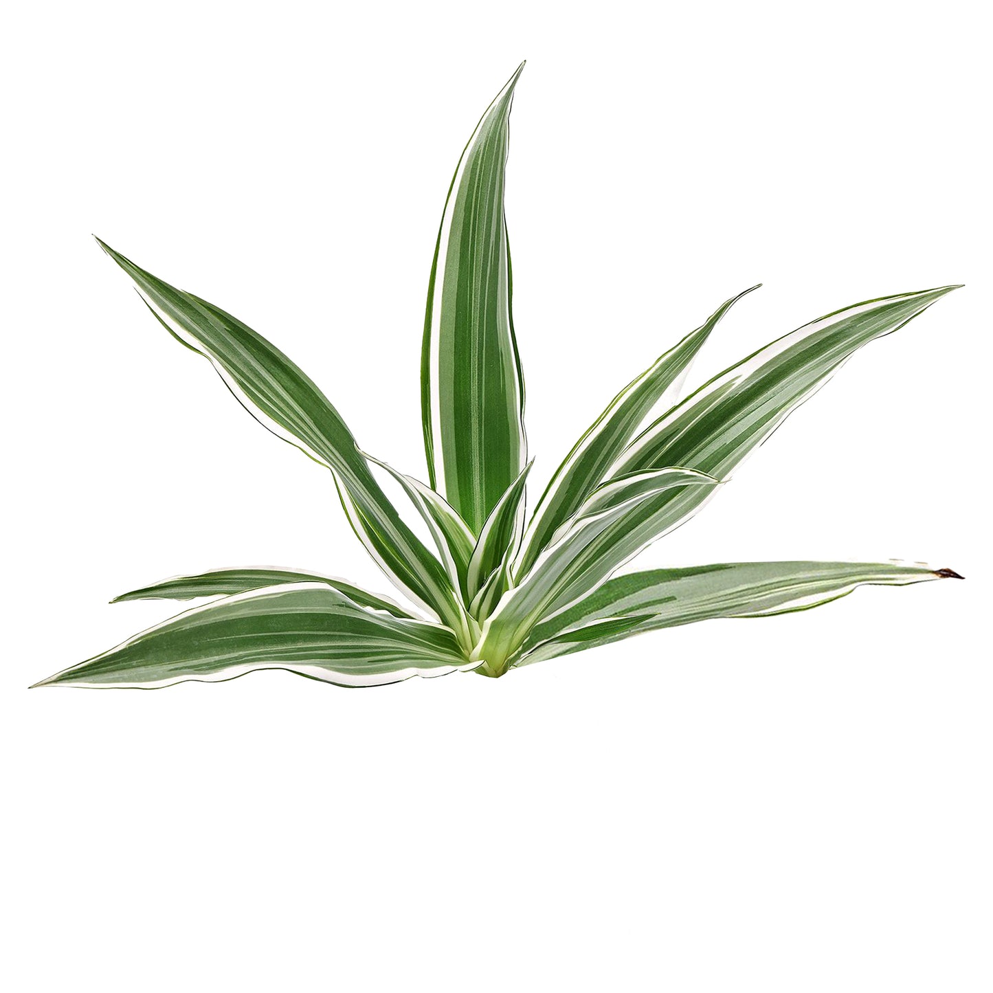 Lakpura Dracaena Sanderiana bílá (50 listů) střední