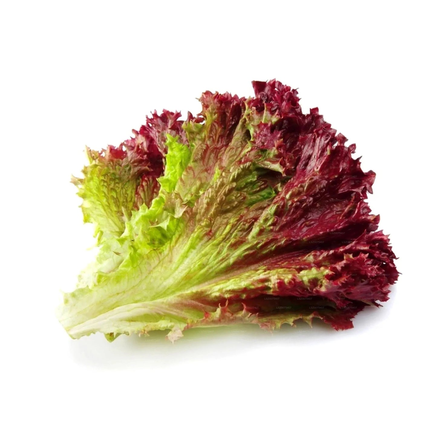 Red Lettuce (100g)