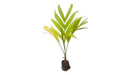 Areca nut (දේශීය පුවක් බීජ) Forest Plant