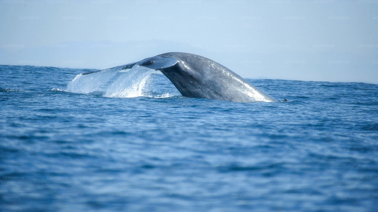 Výlet lodí na pozorování velryb z Hikkaduwy