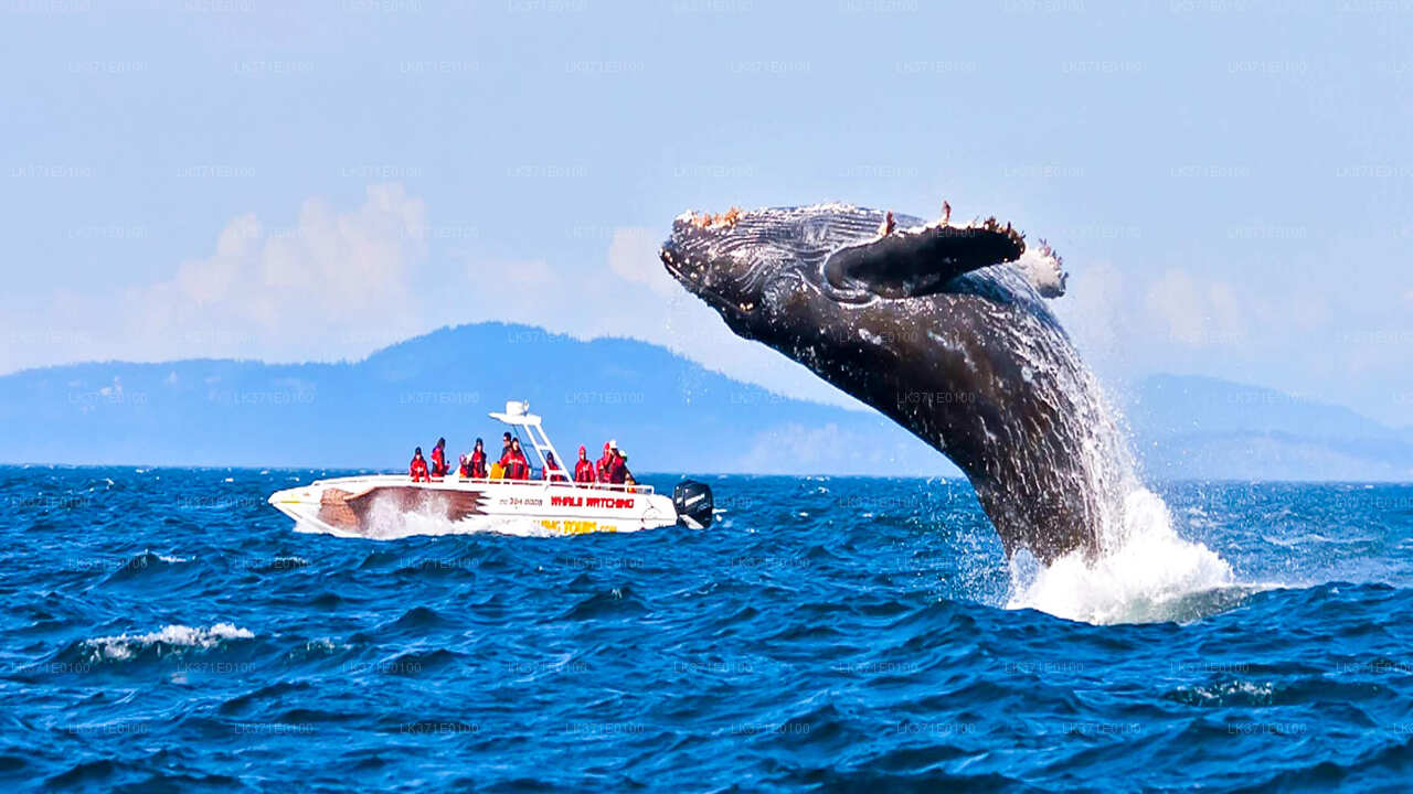 Whale Watching Boat Tour from Koggala