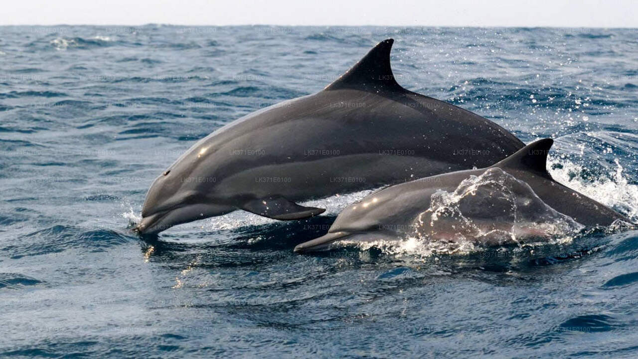 Whale Watching Boat Tour from Koggala