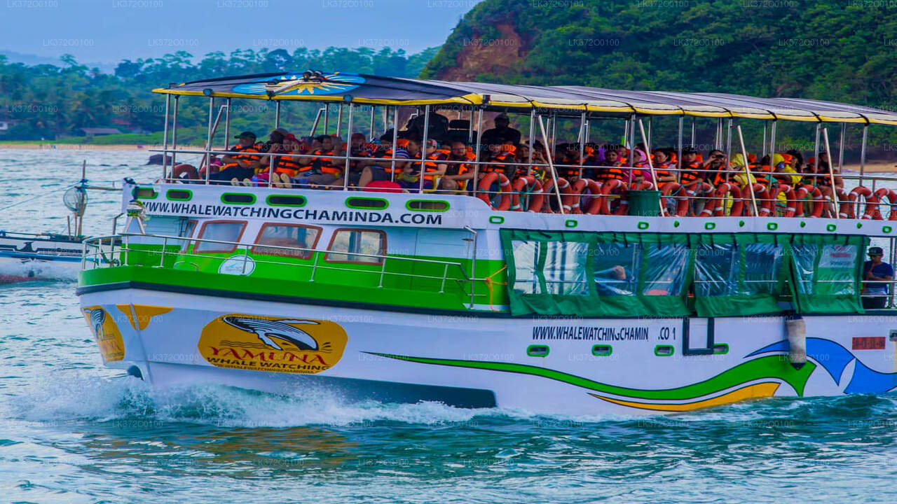 Whale Watching Boat Tour from Mirissa