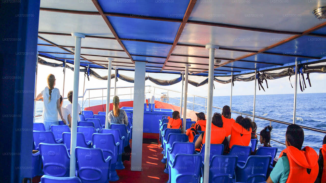 Whale Watching Boat Tour from Mirissa