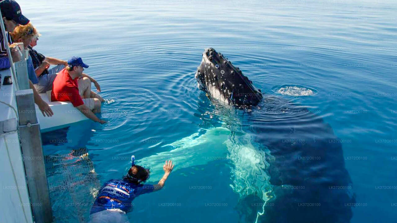 Whale Watching Boat Tour from Mirissa