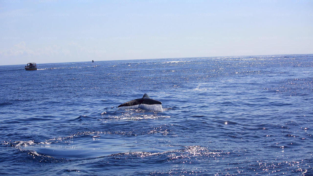 Whale Watching Boat Tour from Mirissa