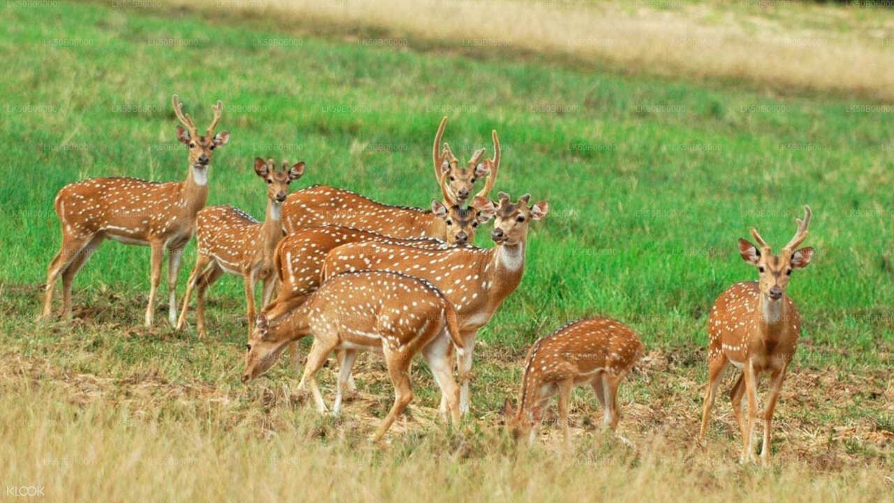 Soukromé safari národního parku Minneriya z Dambully