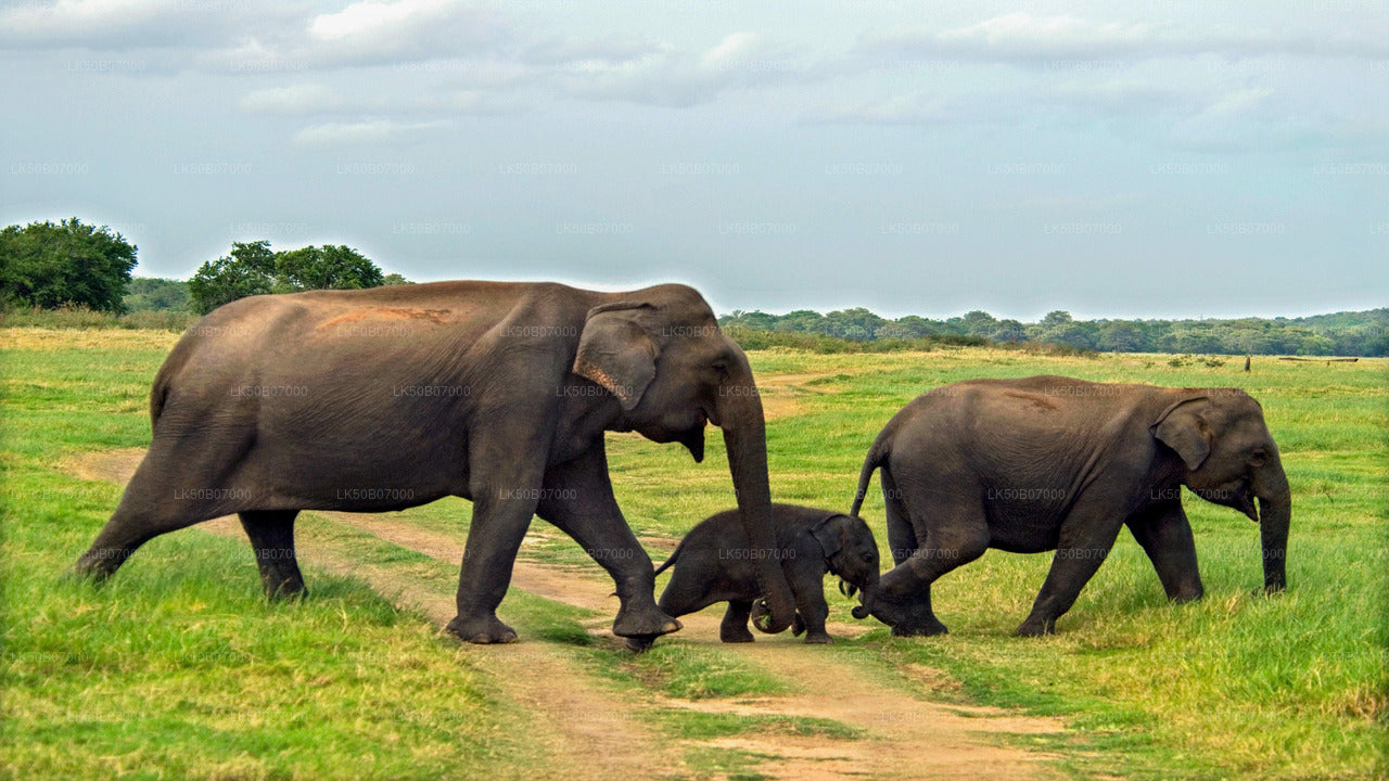 Minneriya National Park Safari From Polonnaruwa