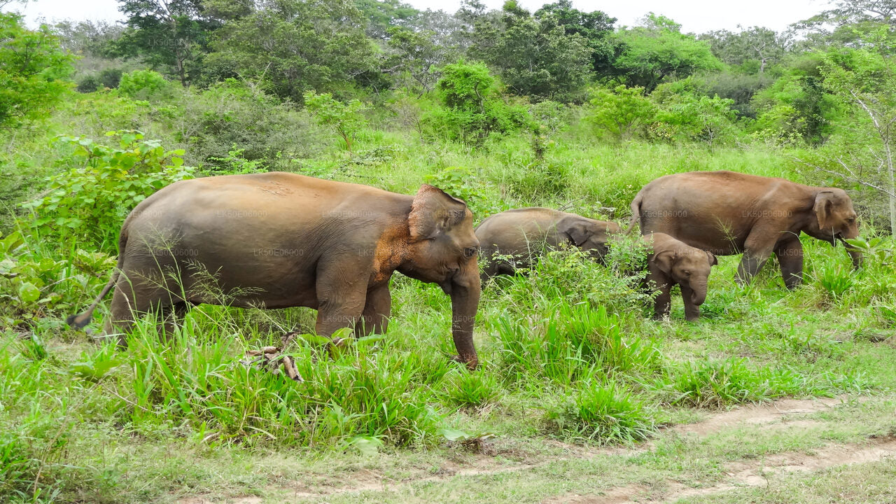 Soukromé safari národního parku Minneriya z Dambully