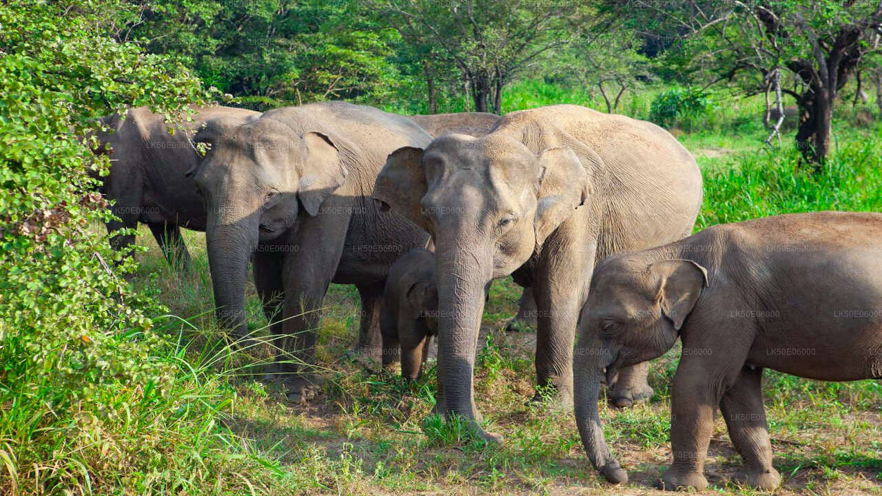 Soukromé safari národního parku Minneriya z Dambully