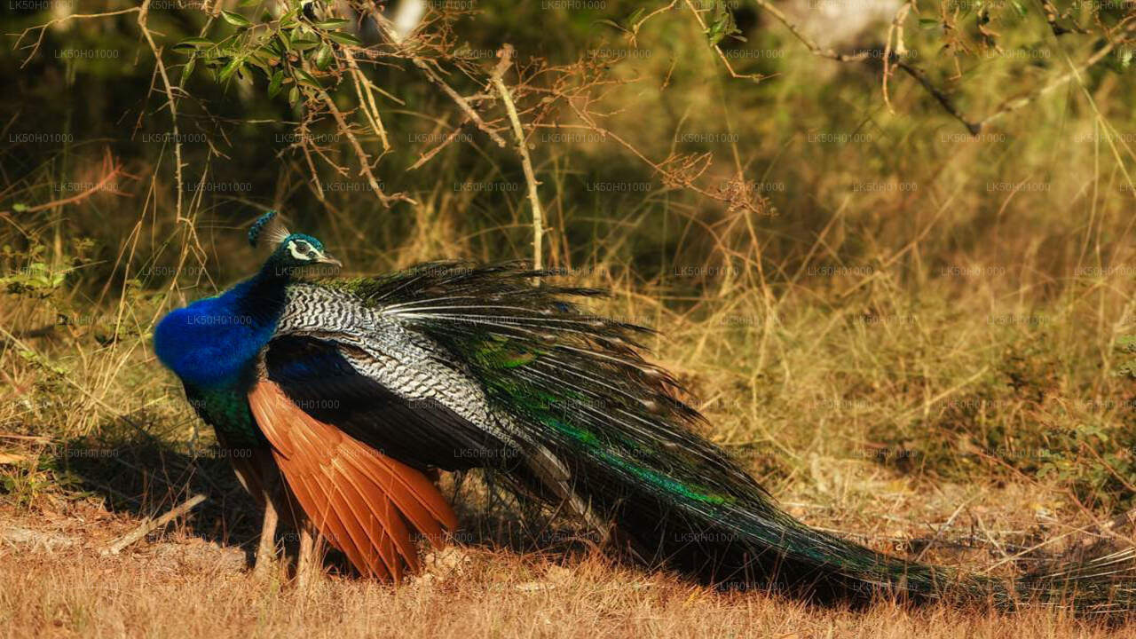 Bundala National Park Private Safari