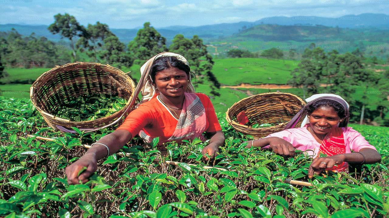 Tea Field Tour from Hatton