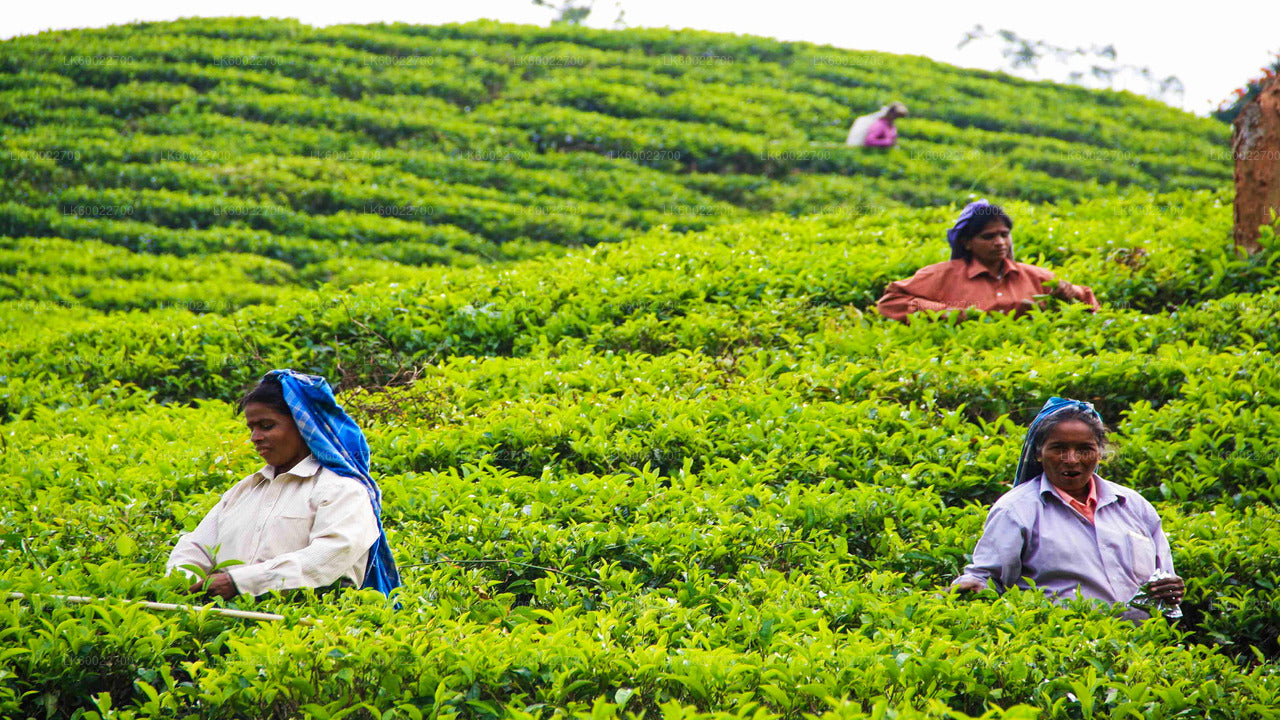 Tea Field Tour from Hatton