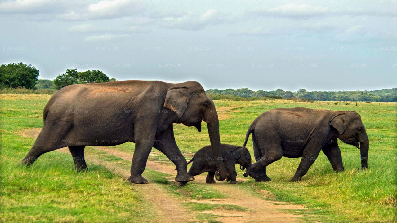 Ancient Kingdom and Wild Elephant Safari from Polonnaruwa