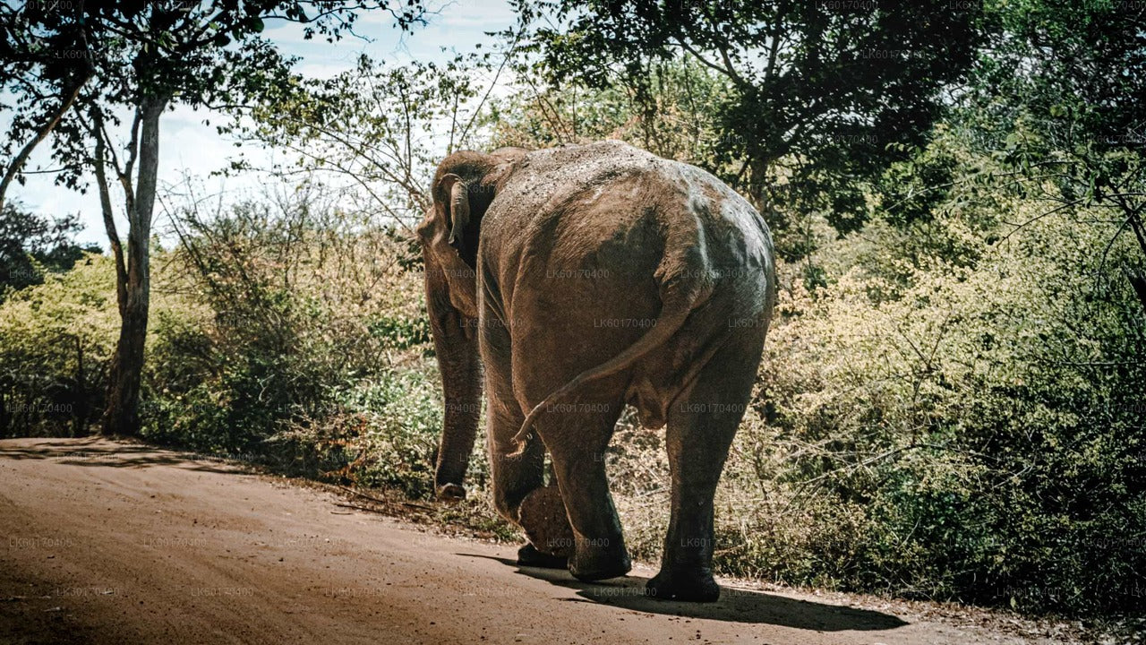 Sigiriya Rock and Wild Elephant Safari from Kandy
