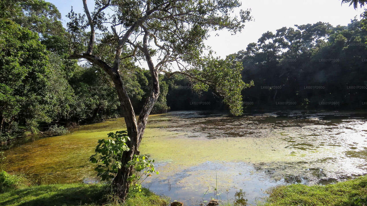 Wilpattu National Park Safari from Negombo