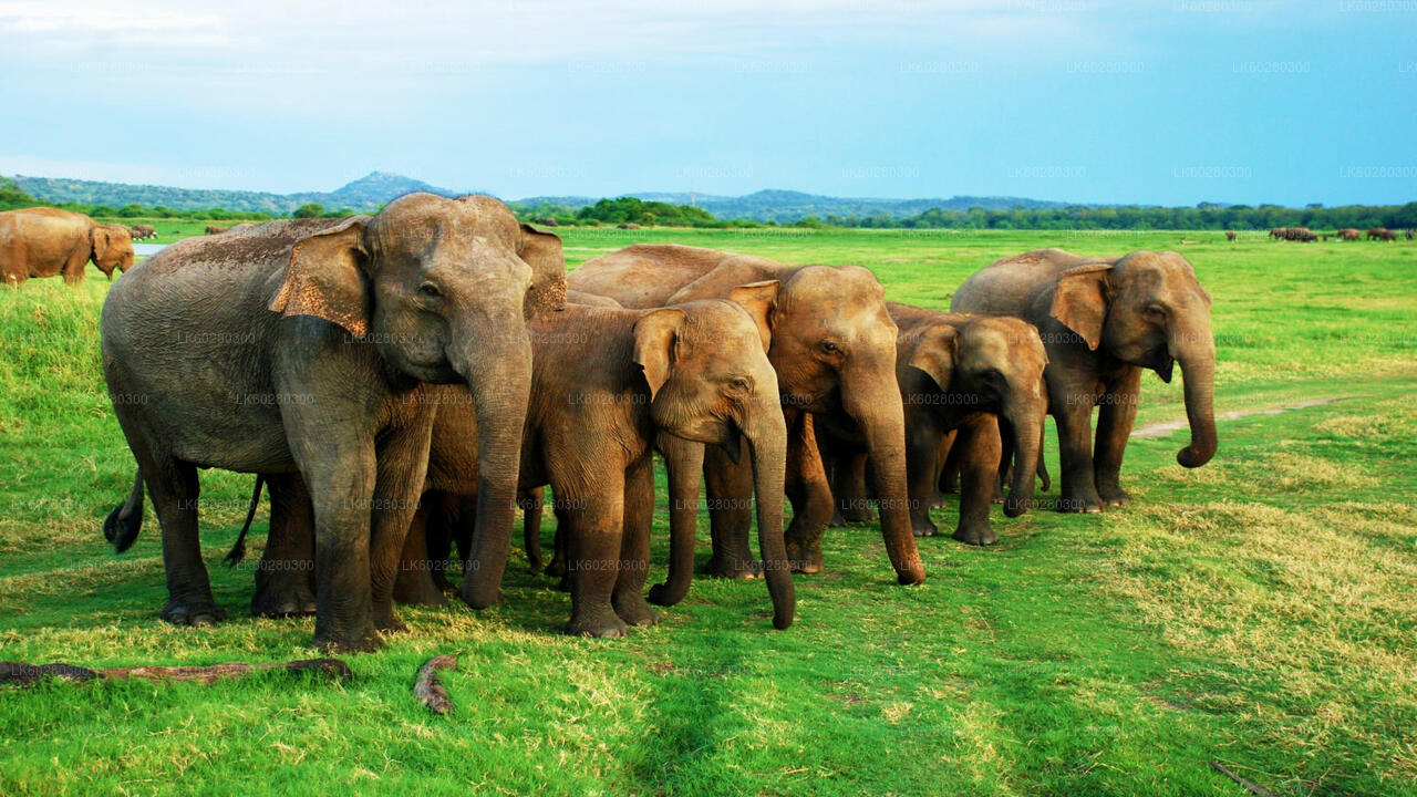 Safari národního parku Udawalawe z Hambantota
