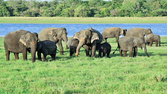 Safari národního parku Udawalawe z Hambantota